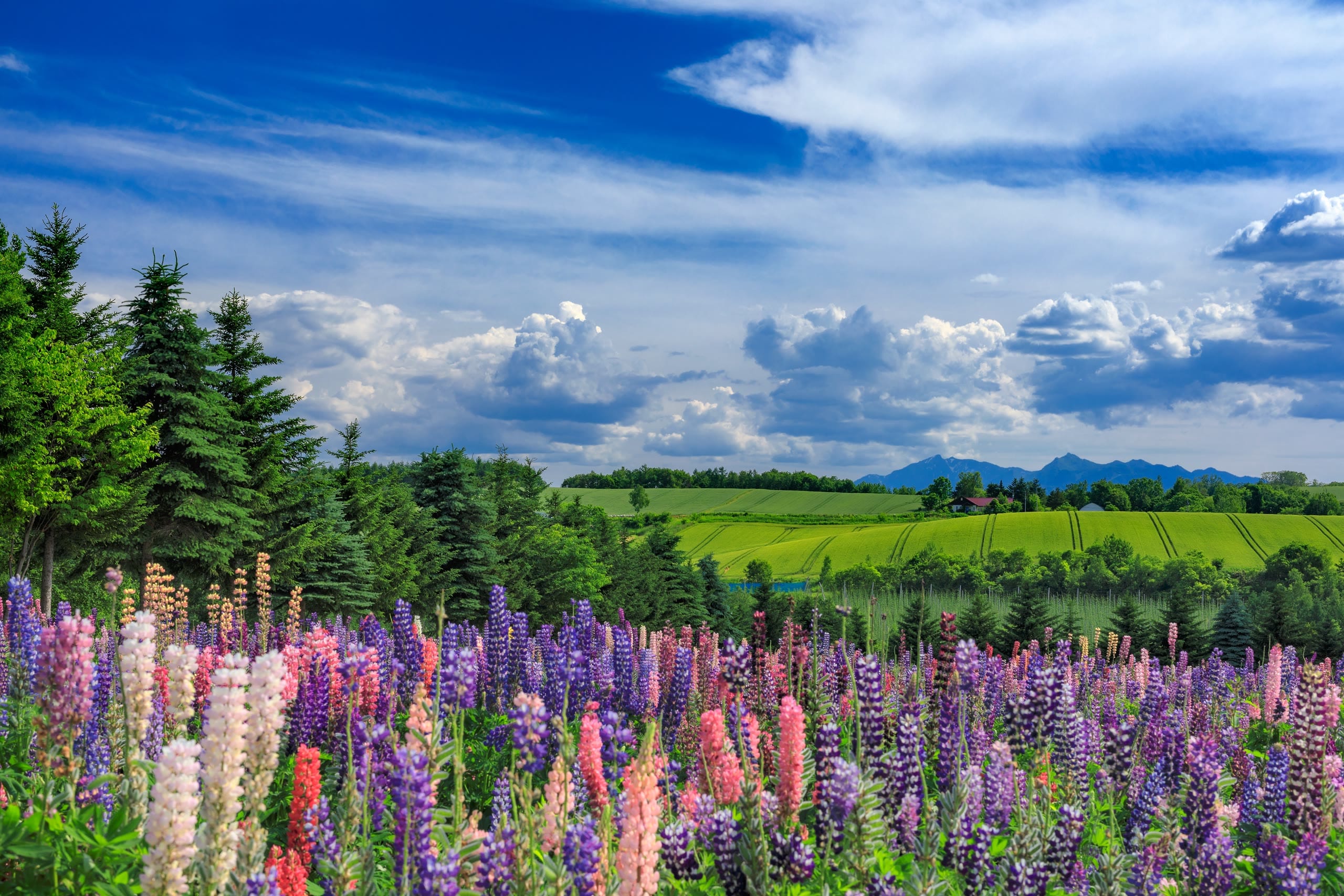 Colourful lupins in bloom across a Kamifurano field