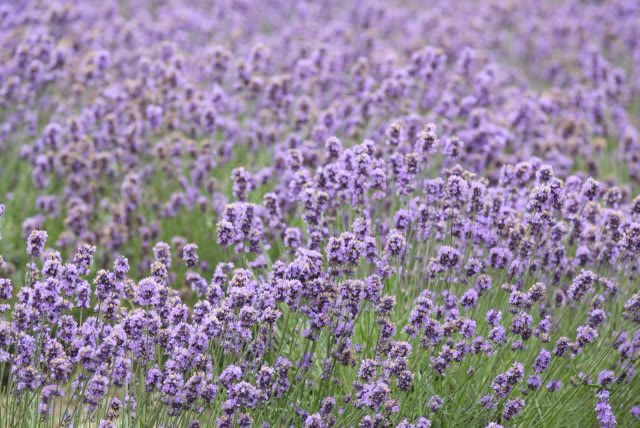 Bands of purple lavender running down a Furano hillside