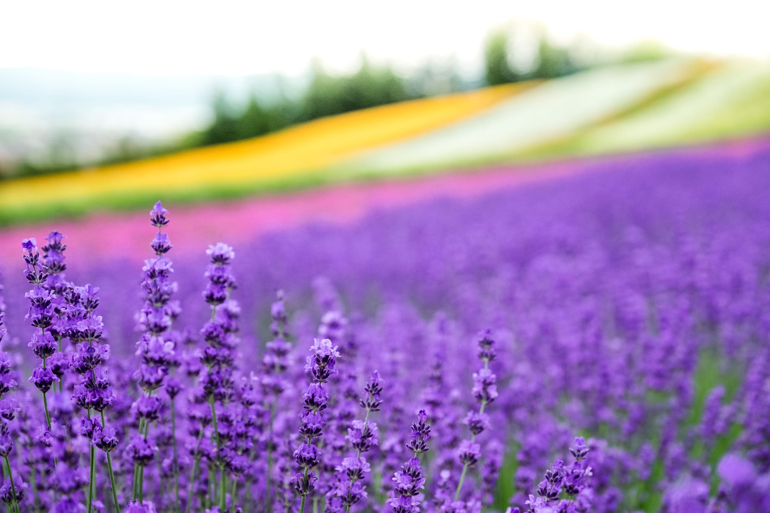 A close view of lavender flowers in bloom