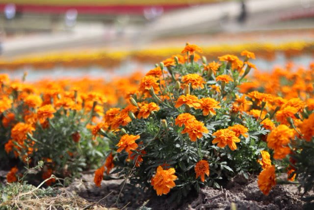 Orange marigolds in a Hokkaido summer flower field