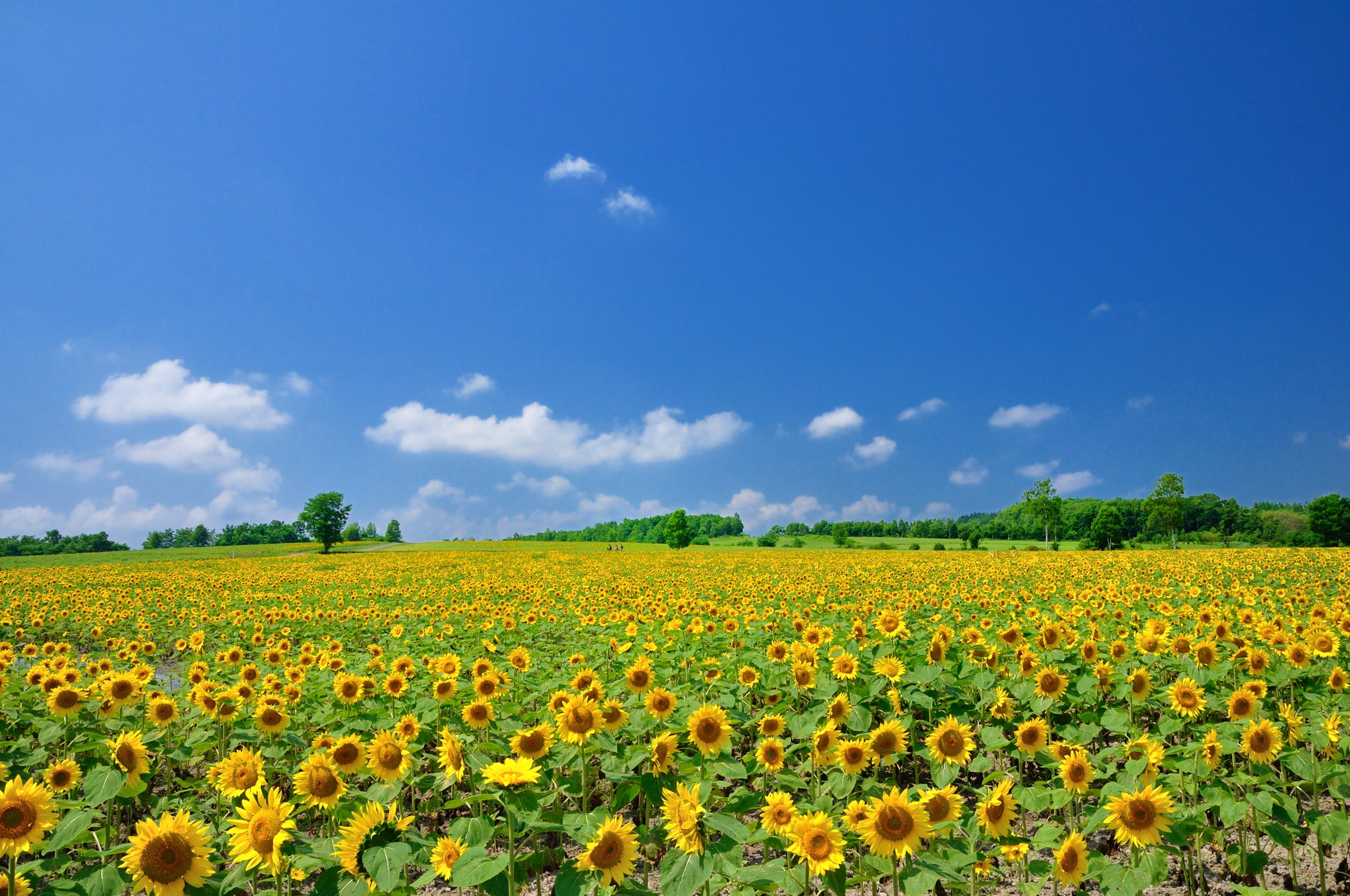 A field of sunflowers in bloom, Hokkaido summer