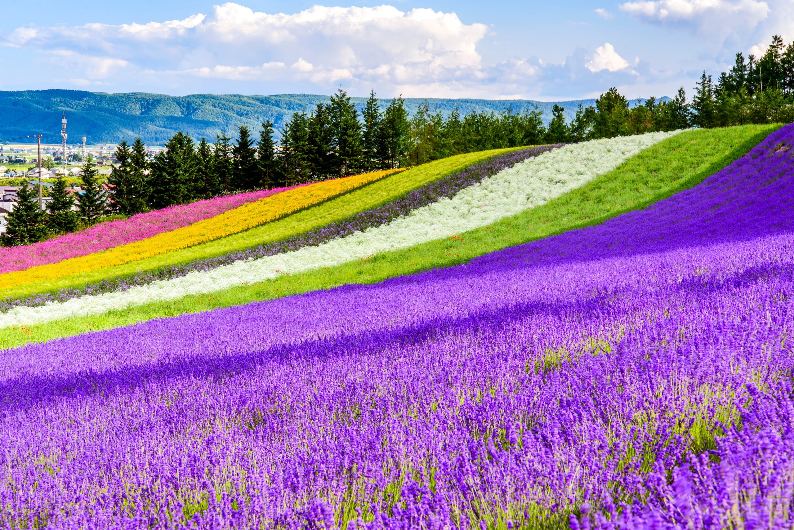 Striped flower fields running across the hills of Kamifurano