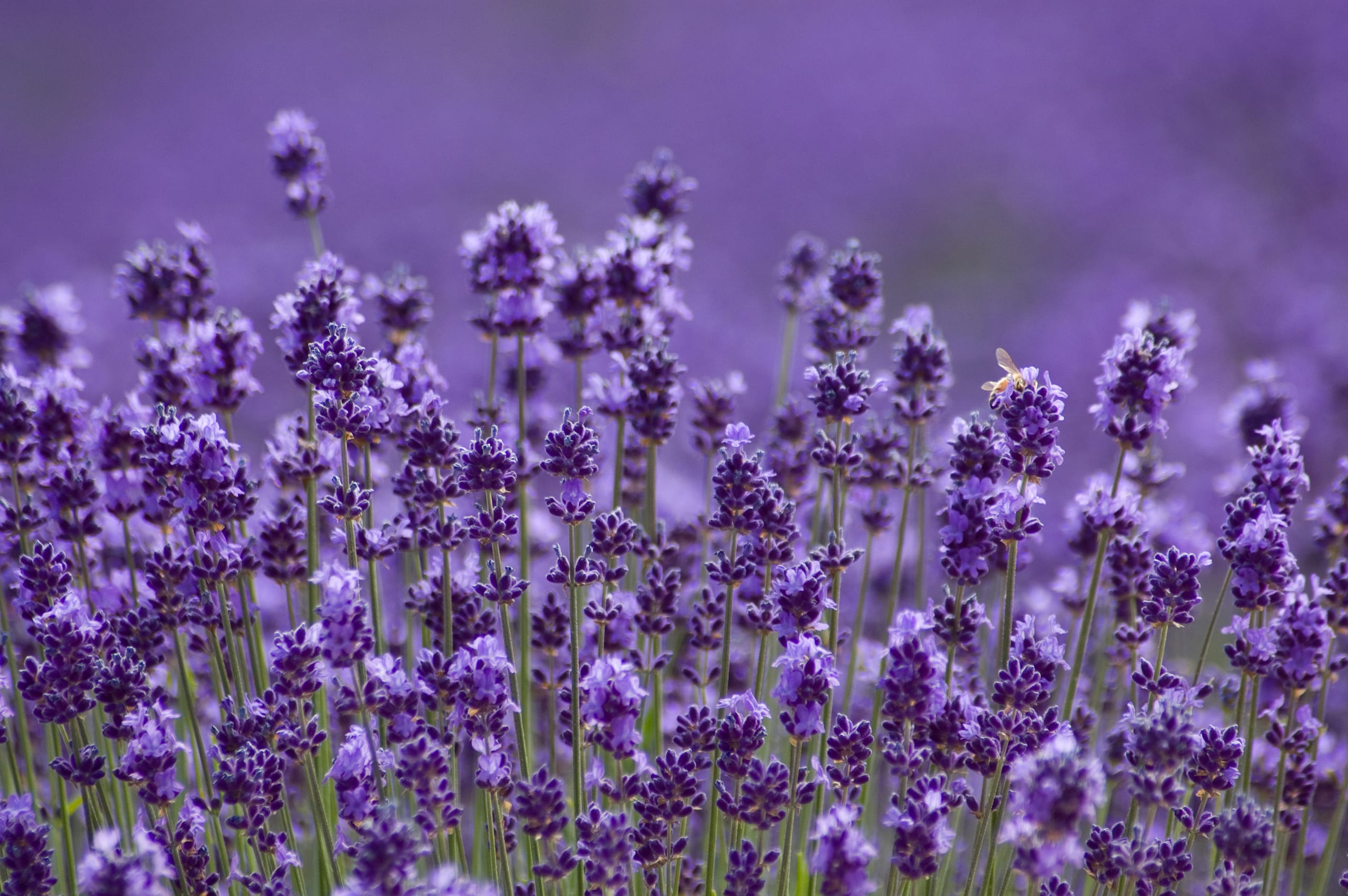 Lavender fields in full bloom on the hills of Furano, Hokkaido