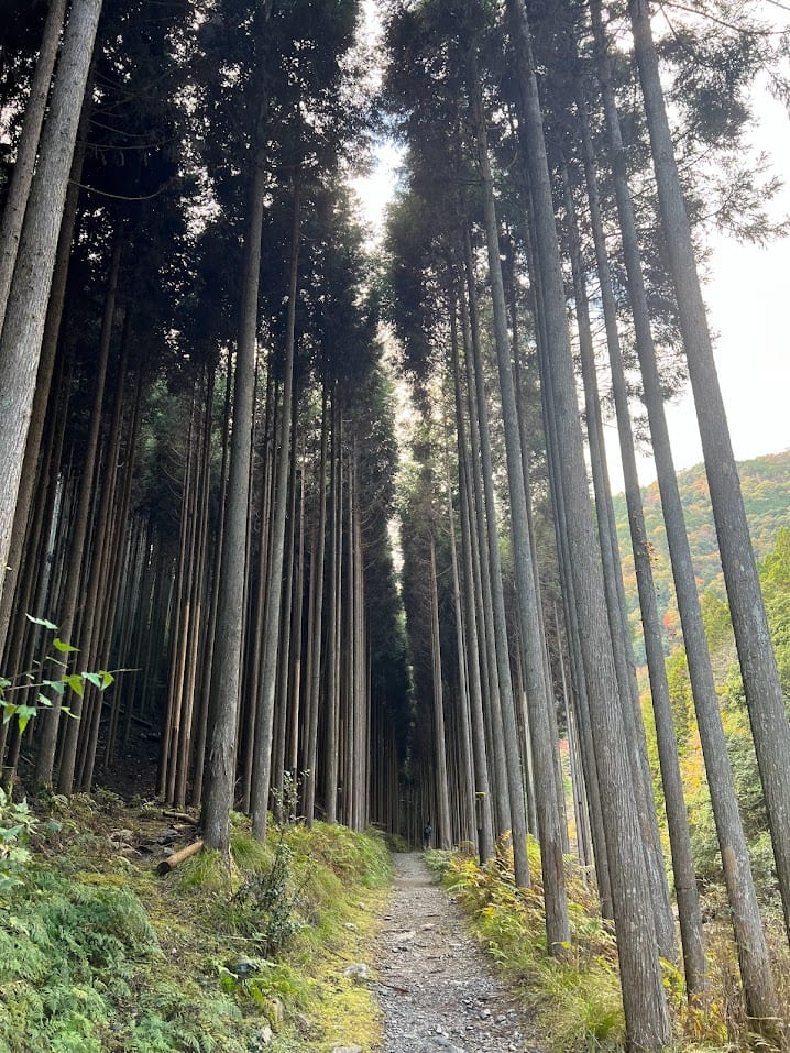 A cedar-lined room at Ao no Za, Lake Shikotsu